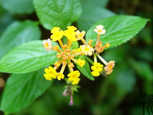 春节期间在深圳到哪欣赏自然风光