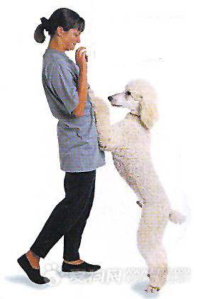 怎样纠正狗狗不良行为 兴奋的狗狗 百度经验