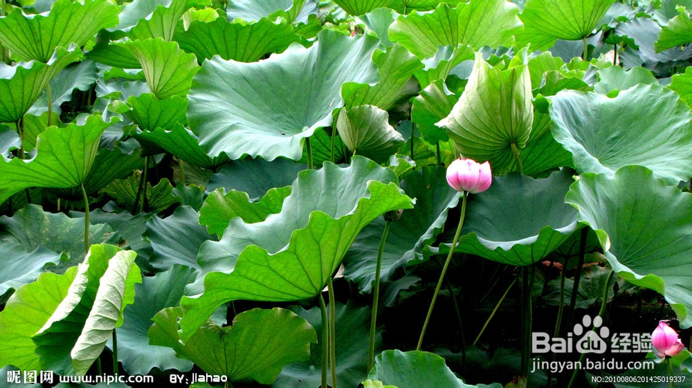 什么是荷叶茶I荷叶茶的功效