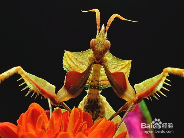 教你专业摄影不用昂贵相机也能照出专业照片