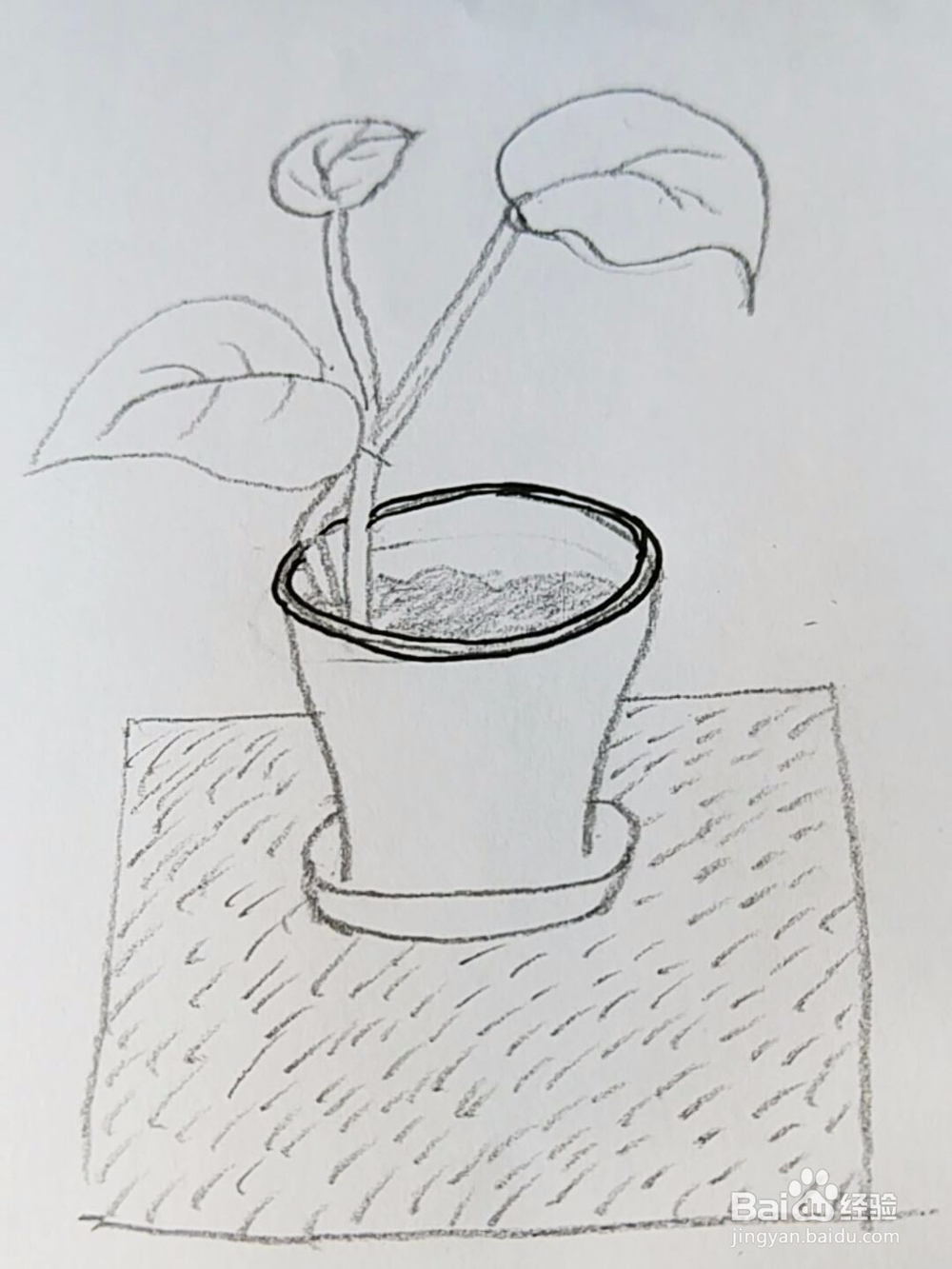 简笔画:绿萝小盆栽画法