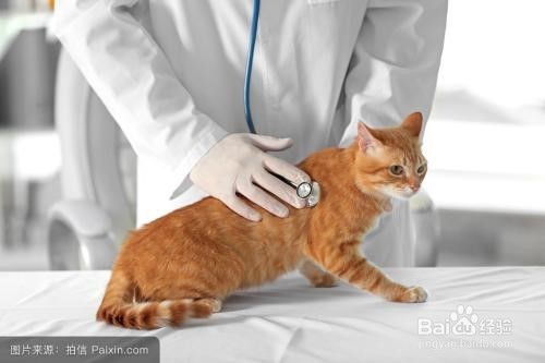 <b>猫最常见的5种疾病</b>