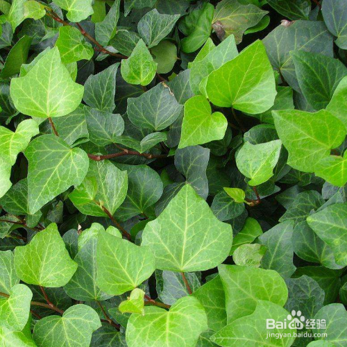 发现家里养殖的常春藤有黄叶子怎么办