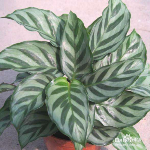 竹芋叶子干枯卷曲