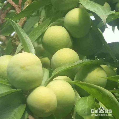 李子的培育方法和注意事项