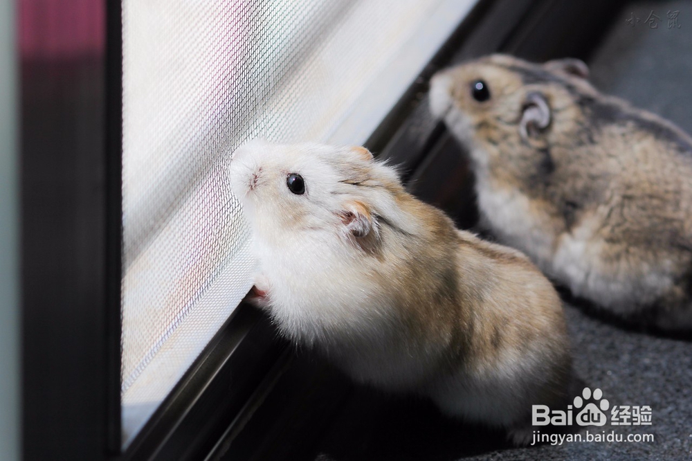 小孩养仓鼠注意事项 小孩养仓鼠要注意什么