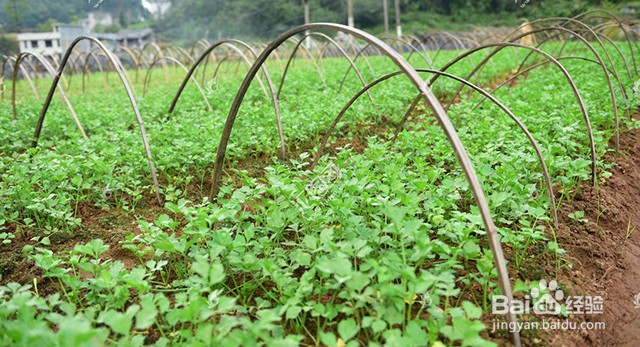 芹菜的施肥特性和施肥要点有什么