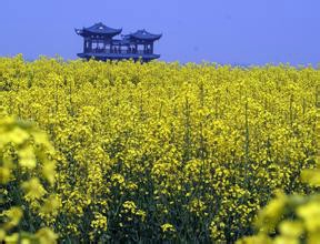 关于江苏兴化菜花节旅游本地人的建议