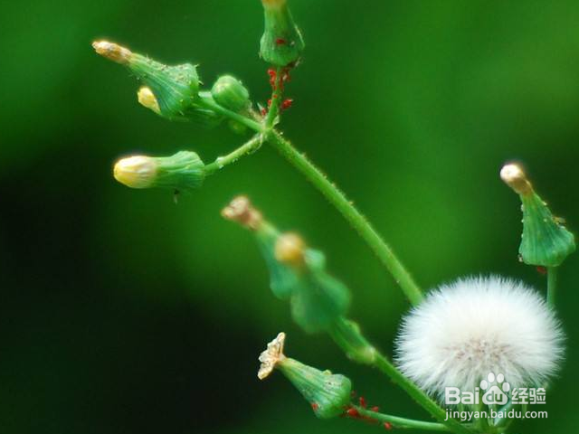 教你如何在家里制作植物养料