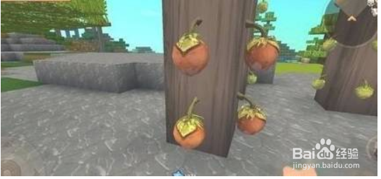 迷你世界豆豆球种在哪里？