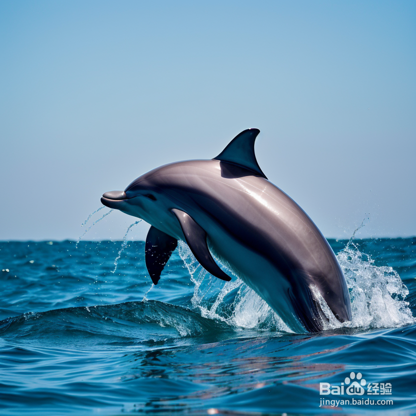海豚的生活习性