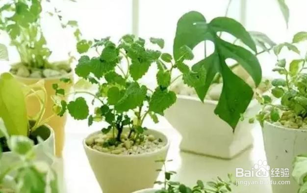 如何驱蚊防蚊虫叮咬