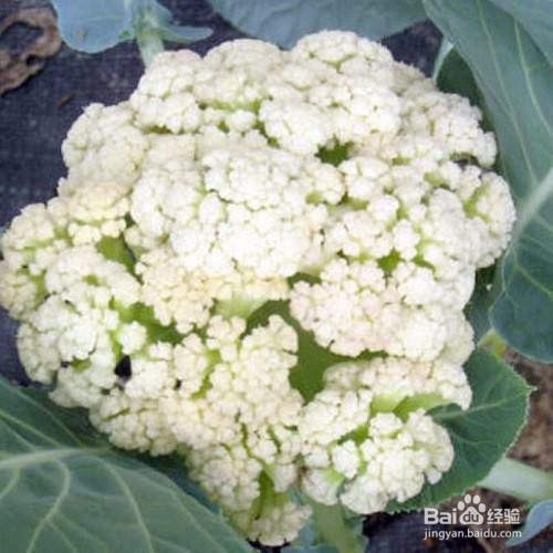 种植花菜的注意事项有什么。