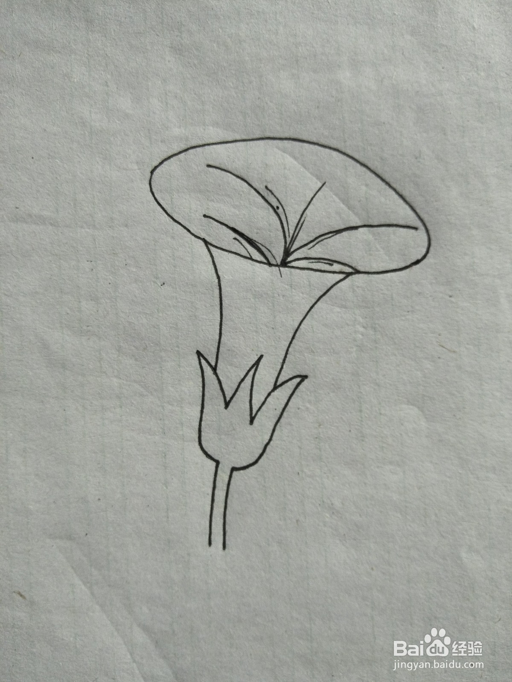 喇叭花简笔画教学