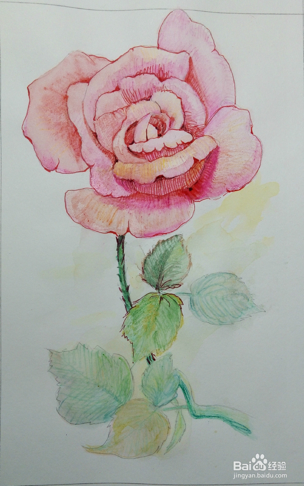 只能为你画一张小小的卡片——《一枝玫瑰》