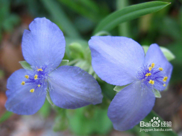 怎么是紫露草花繁叶茂？