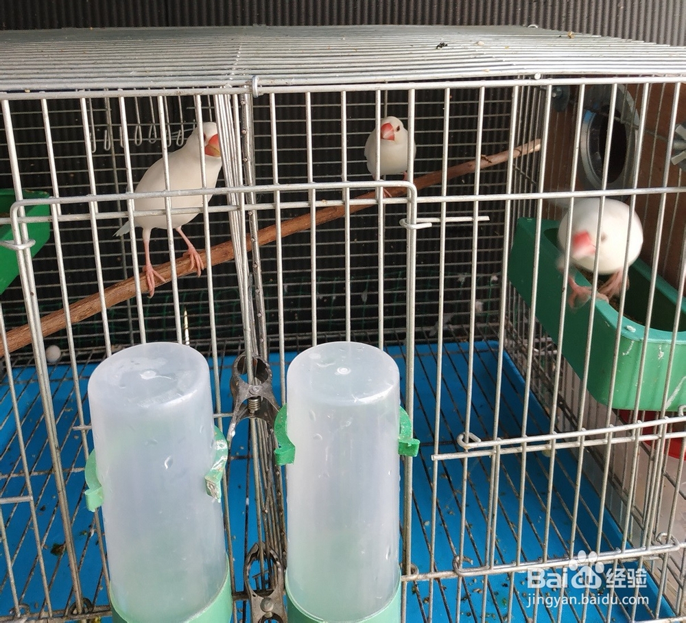 过年期间不在家,宠物鸟怎么办?