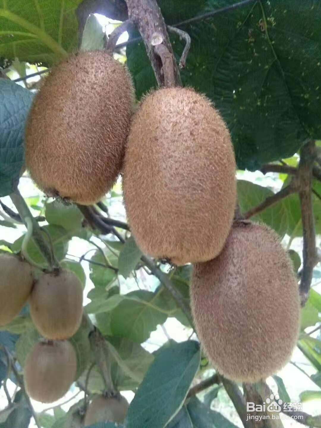 猕猴桃变软的方法