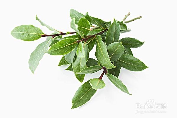 三妙招去除宠物身上的跳蚤