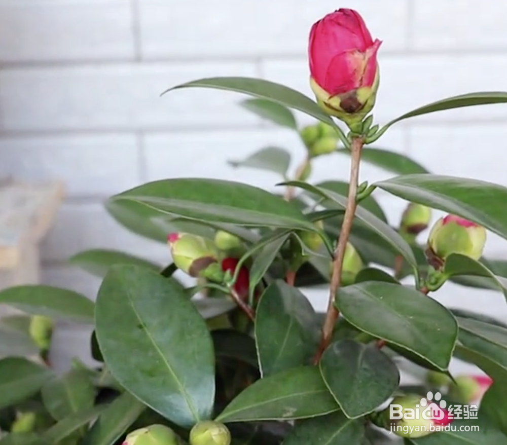 茶花修剪时间和方法