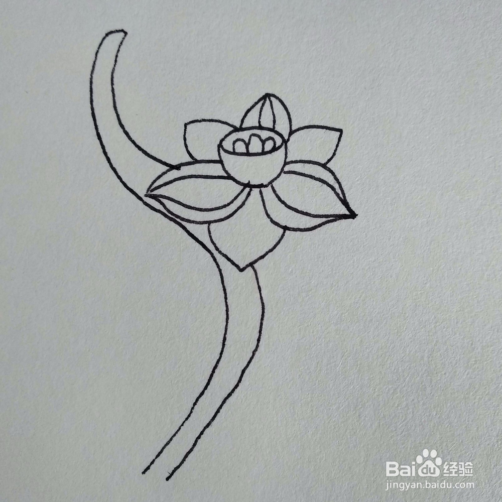 如何画一棵妖艳好看的水仙花植物简笔画？