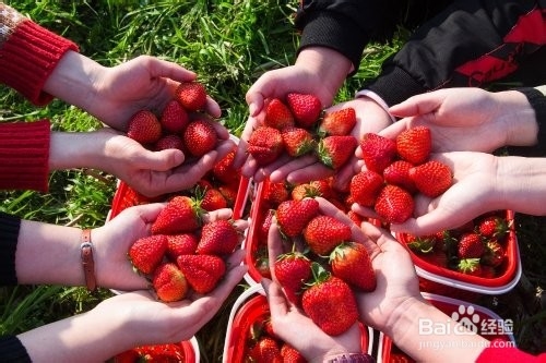 草莓的销售新方法