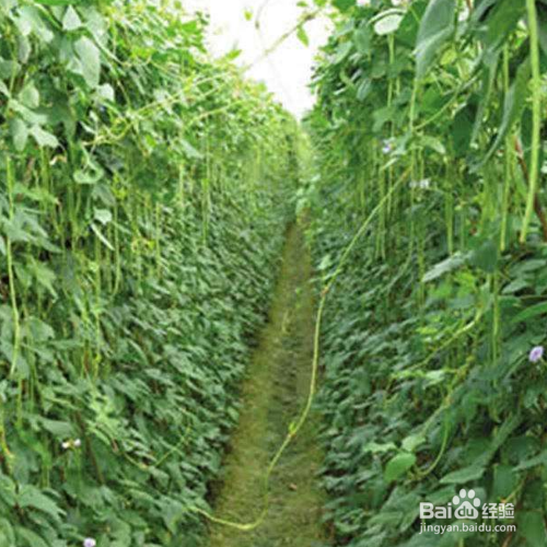 豇豆的培育方法和注意事项