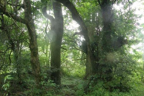 宜春古庙村旅游攻略