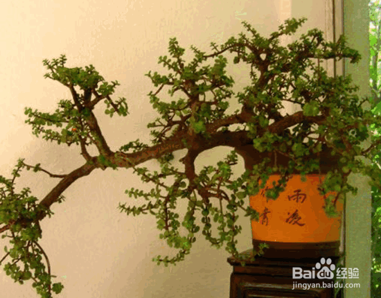 组合盆栽种植的七要素