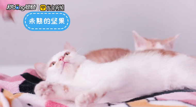 猫不能吃的食物有哪些