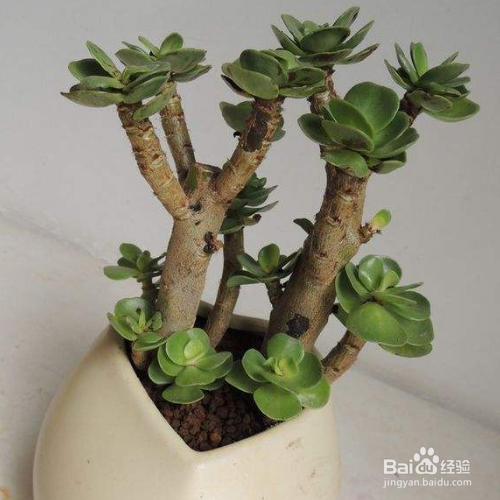 金钱木叶子发黄变软怎么办?