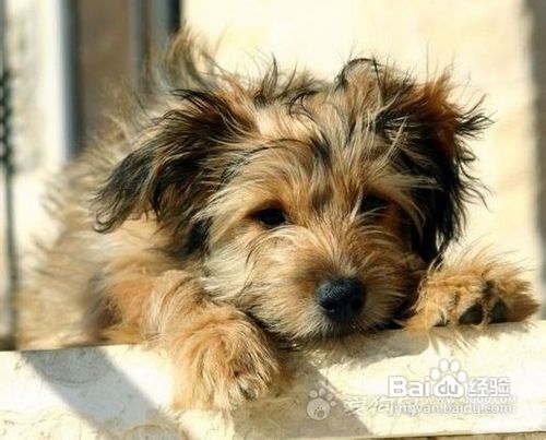 狗狗发烧可导致的疾病有哪些?