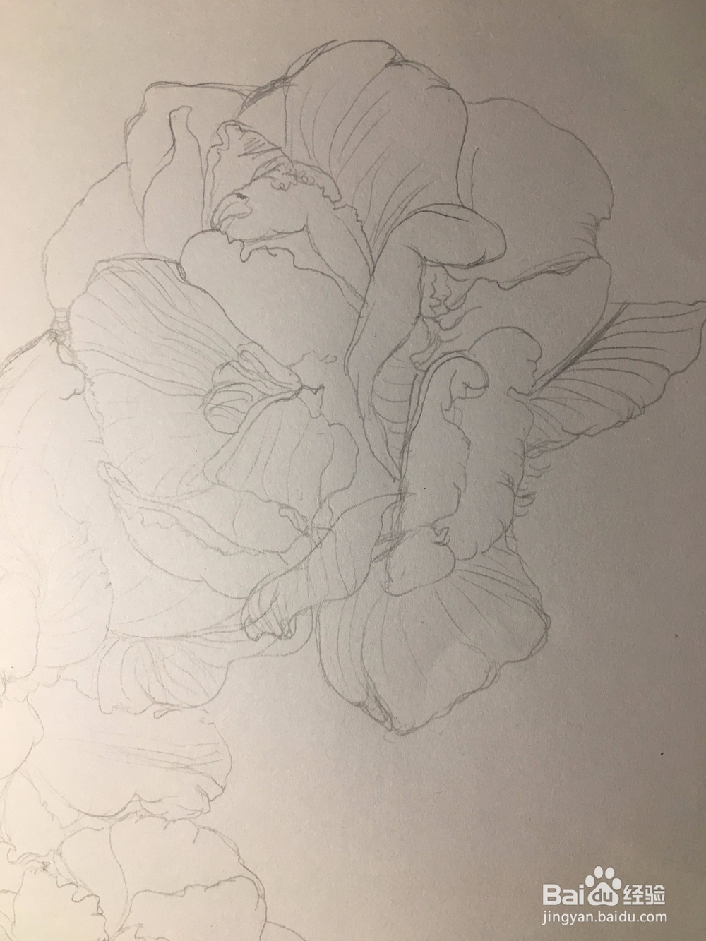 月季花的画法 月季简笔画 三朵月季的线描画教程