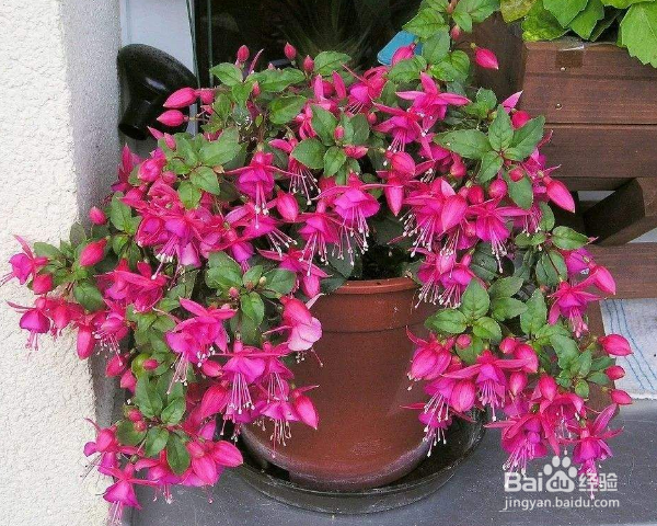 倒挂金钟的养殖方法和注意事项