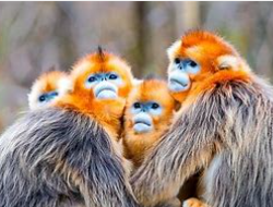 动物的分类方法有几种