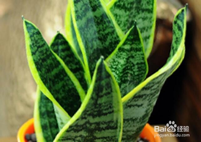 虎皮兰施什么肥好