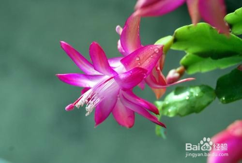 夏天哪些花不能多浇水:7种常见花介绍