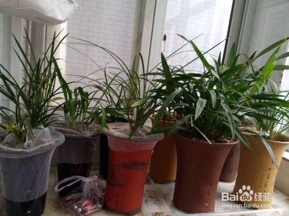 养殖兰花的心得体会