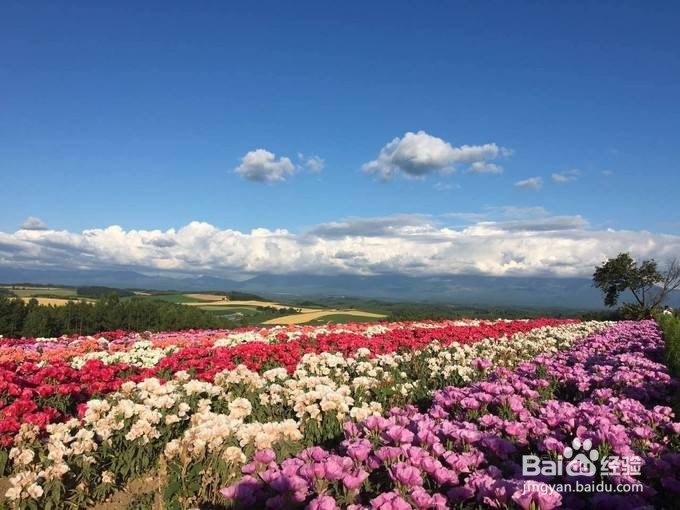 富良野美瑛二日游攻略