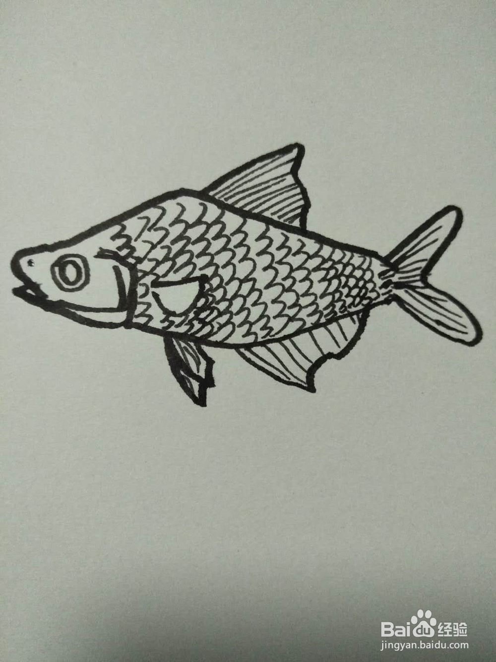 简笔画之小鱼