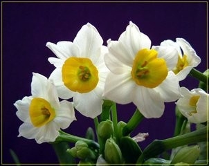 不宜在室内养的花,你家有吗?