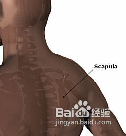 怎样才能保护好颈椎