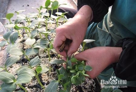 苦瓜苗如何嫁接，要注意什么？