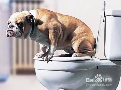 如何训练小狗听话?