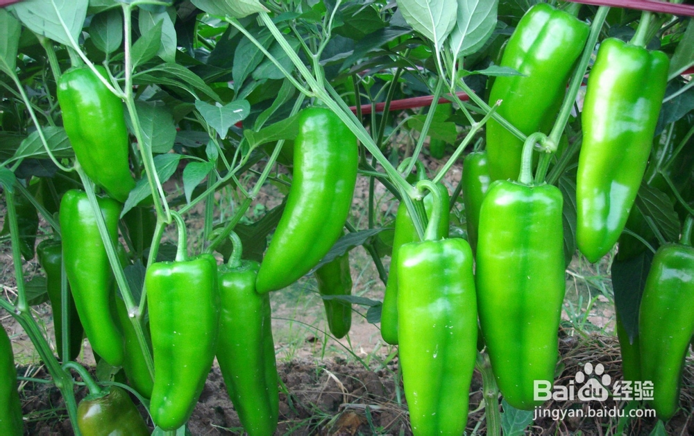 辣椒的营养价值分析