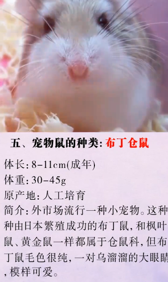 怎么辨别宠物鼠的种类