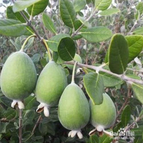 菲油果的养殖方法和病虫预防
