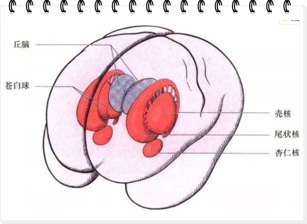 什么是基底节区