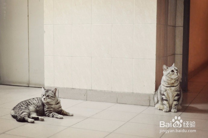 新猫入家门:怎么把它介绍给其他猫?