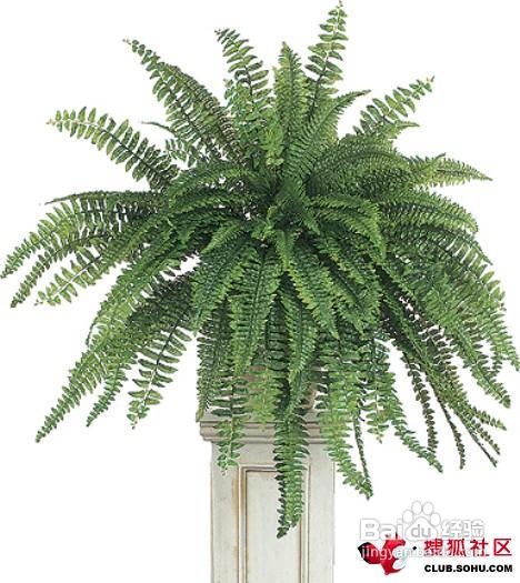 家装中购买绿色植物的建议
